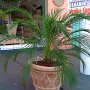 decoracao (12)